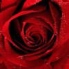 a_red_rose_for_you.jpg