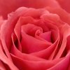 big-red-rose-flower.jpg