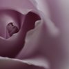 download-free-desktop-wallpaper-nature-flower-rosemary-pic.jpg