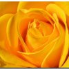 download-free-desktop-wallpaper-valentine-flower-smb-flickr-pic.jpg