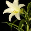 easter-lily_7094.jpg