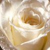 Flower_-_White_Rose_for_You.jpg