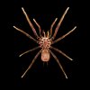 Spider (Poecilotheria rufilata)