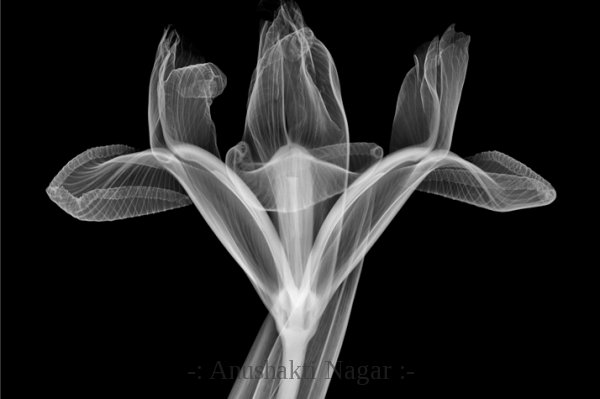 Solo Iris (Flower)